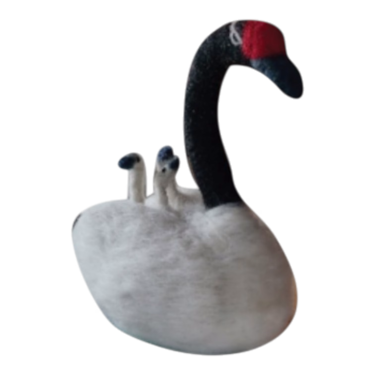 Cisne de cuello negro